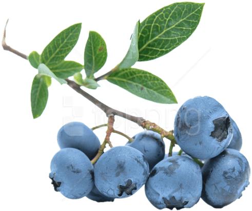 blueberry fruit image